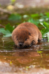 North American Beaver (Castor canadensis) Kit Wades Forward Through Shallow Water Summer © hkuchera