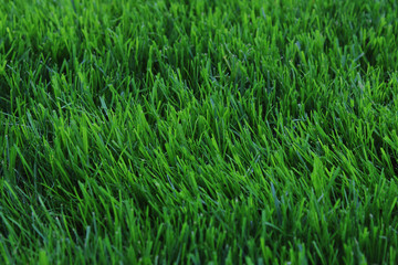 Obraz premium neatly trimmed green grass in the city park