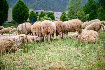 Obraz premium Sheep