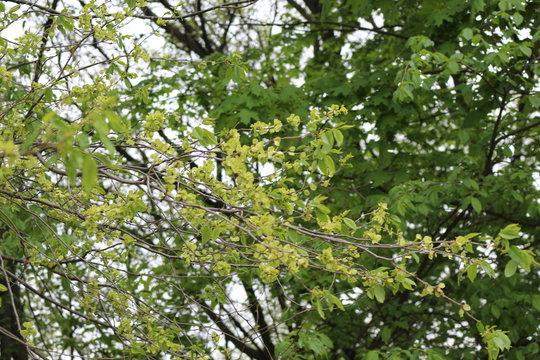 
Elm flowers and seeds look like round coins