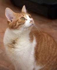 red-and-white with a young cat sitting