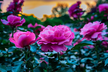 Close-up on a rose and a rosebush with a sunset in the background