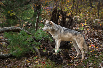 Obraz premium Grey Wolf (Canis lupus) Paws Up on Root Bundle Autumn