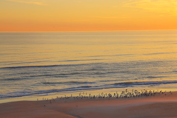 sunrise and birds on the beach
