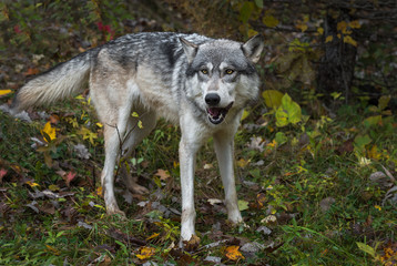 Obraz premium Grey Wolf (Canis lupus) Mouth Open Tail Wagging Autumn