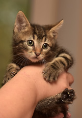 cute striped kitten in hands