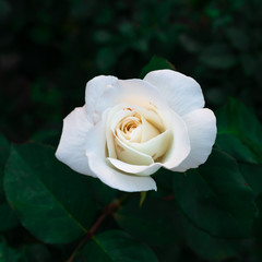 Very close up view of a white rose with detail of the petal