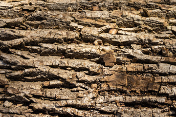 Tree bark highlighted by the spring sun as background for other graphics.