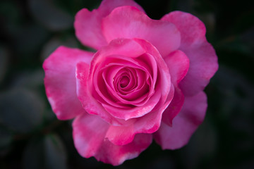 Very close up view of a pink rose with detail of the petals