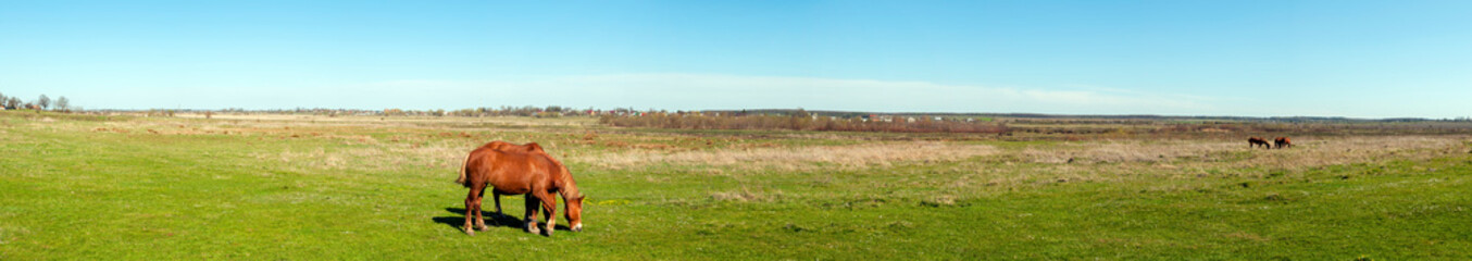 panorama with horses in the field, herd of horses grazing in the meadow in summer and spring, animal husbandry concept, with place for text
