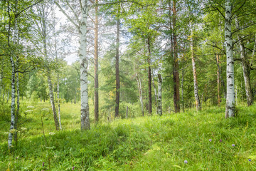 Sunny green glade in the wild forest, close-up