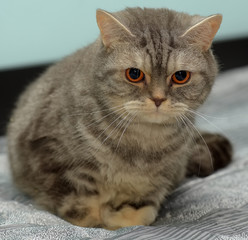 gray   british cat with orange eyes