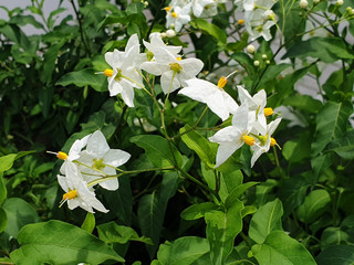 White flowers of Solanum laxum or Solanum bonariense on a green bush.