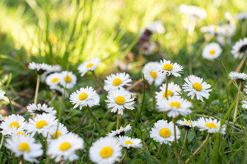 chamomiles in nature