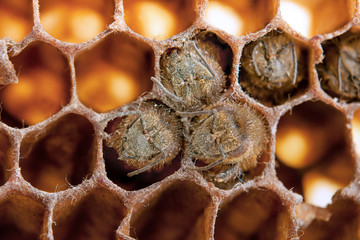 dead bees
