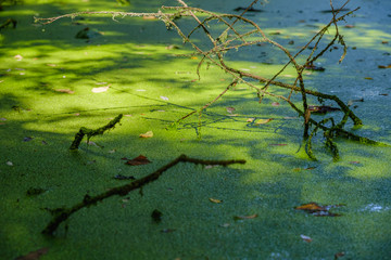 Mysterious morning time in close up swamp area