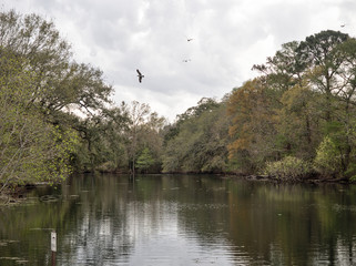 View of a pond with birds flying and trees in the background at Audubon Park, New Orleans, Louisiana, USA.