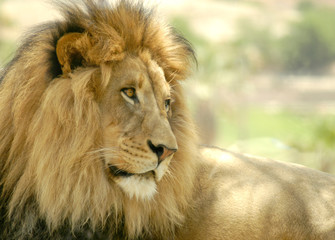 A majestic lion sits in the sun overlooking his pride and thinking of his next kill to sustain his family.
