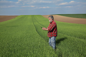 Adult farmer or agronomist inspect quality of green wheat plants in field using tablet, spring time