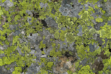 texture of green the lichen on the stone
