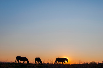 Fototapeta na wymiar Horses grazing, walking at sunset with picturesque sky
