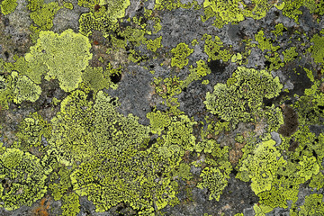 texture of green the lichen on the stone
