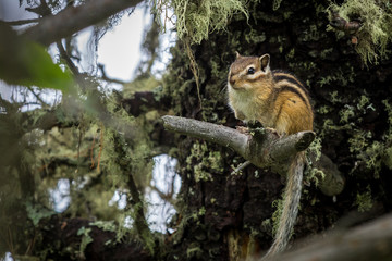 chipmunk on a tree branch