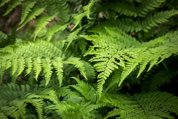 green fern in the forest