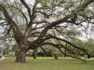 Obraz premium Close view of an old oak tree at Audubon Park, New Orleans, Louisiana, USA.