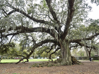 300 year old southern live oak known as "Tree of life" at Audubon Park, New Orleans, Louisiana, USA.