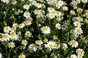 Natural spring daisy in the meadow