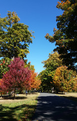 Naklejka premium autumn in the park