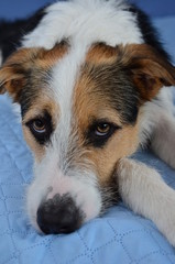 Hund schwarz-weiß-beige auf einer blauen Decke