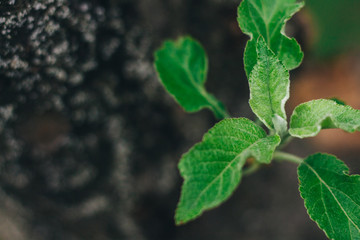 Green leaves that grow from a tree on a background of bark