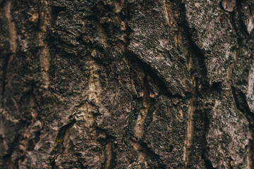 Dark brown tree bark texture