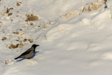 Crow on the snow hill in the park. Birds of the city.