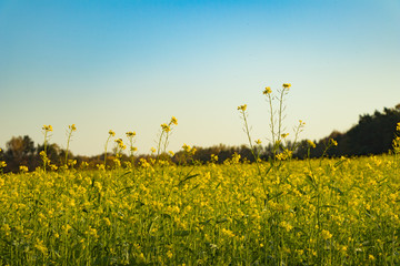 field of yellow rape