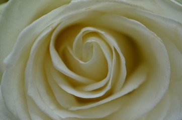 Obraz na płótnie Canvas Makro einer weißen Rose