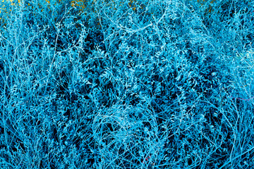 Colorful bush on a background. 