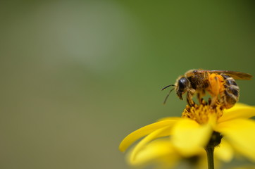Biene beim Honigsammeln auf einer gelben Blüte