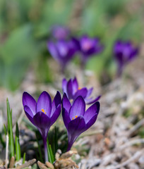 Dark Purple Crocus perennial flowers in Early Spring with soft focus flowers in background.