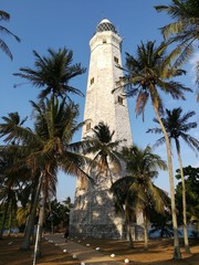 palm tree and lighthouse