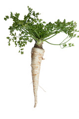 tuberous parsley for cooking