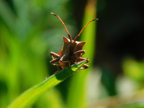Portrait d'une punaise Cor&eacute;e margin&eacute;e (Coreus marginatus) sur un brin d'herbe.