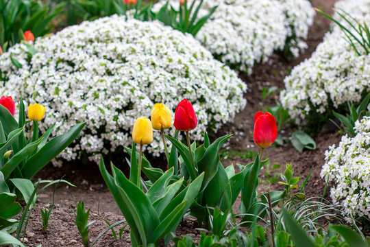 Bright colorful Tulips and Arabis caucasica flowers flowerbed with green leaves blossoms in the garden in spring and summer season.