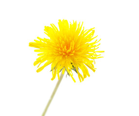One yellow dandelion.