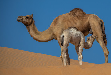 Baby Camel Feeding On Mother Camel  in Liwa Desert ,abu dhabi ,united arab emirates