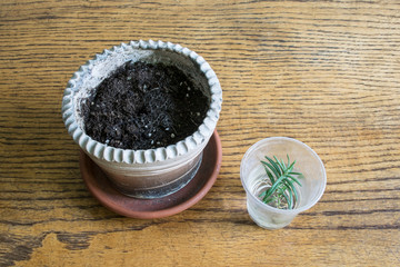 Fototapeta na wymiar New rosemary plant with roots before potting on a wooden background. Ready for planting. Pot with drainage and ground, prose landing, step by step
