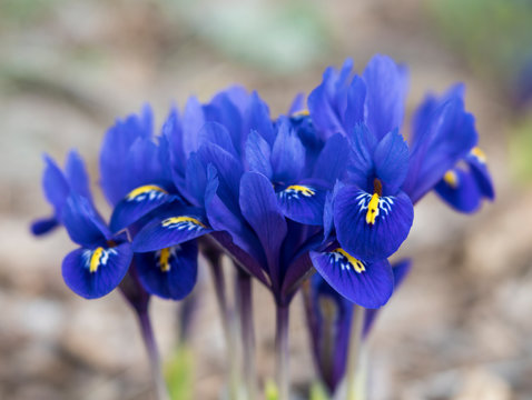 Close-up of violet-blue Dwarf Iris Flowers with yellow markings (Iris reticulata) with soft focus background.