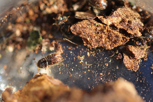 Bark beetle in the spruce forest